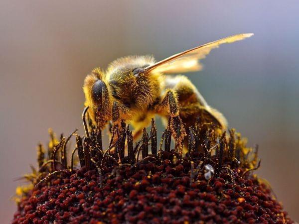 A Honey Bee collecting pollen.
