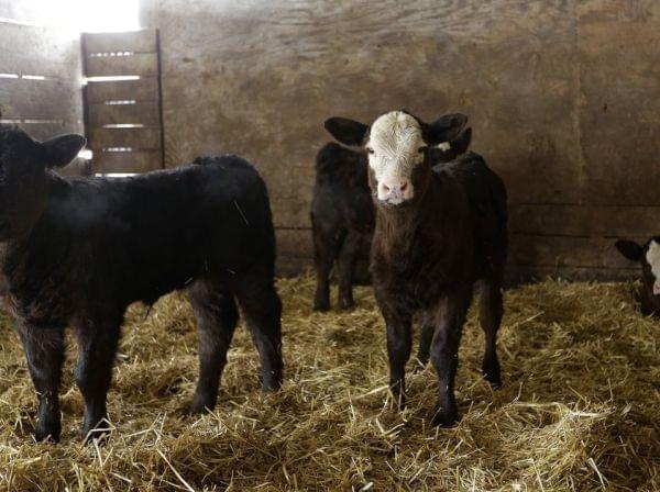 The new farm bill includes provisions to help livestock producers hit by natural disasters and extreme weather. Here, cattle stay warm in a barn in Illinois during this month's cold weather.
