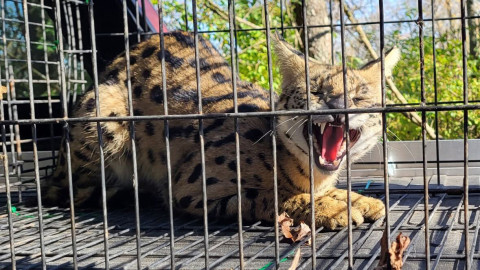 A serval escaped in Decatur last fall and was on the loose for about two months before the cat was captured and sent to animal control, according to Ronald Atkins, administrator for Macon County Animal Control.